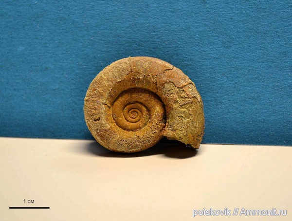 аммониты, головоногие моллюски, Крым, баррем, нижний баррем, Ammonites, Protetragonites