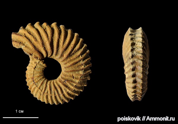 аммониты, головоногие моллюски, берриас, Крым, Ammonites, Euthymiceras