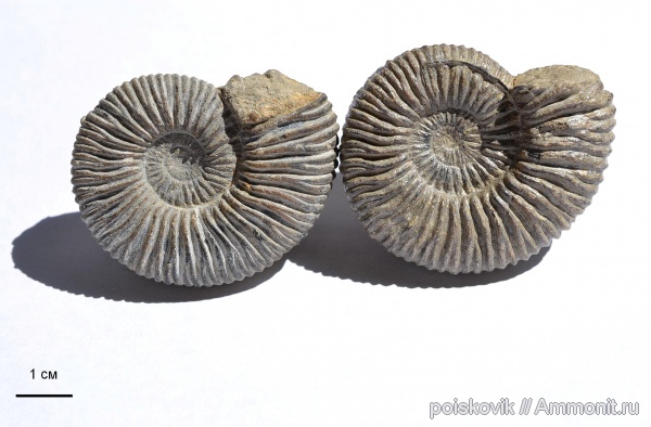 аммониты, головоногие моллюски, Крым, Ammonites, Berriasella