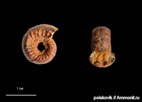 аммониты, головоногие моллюски, берриас, Крым, Ammonites, Olcostephanidae, Berriasian