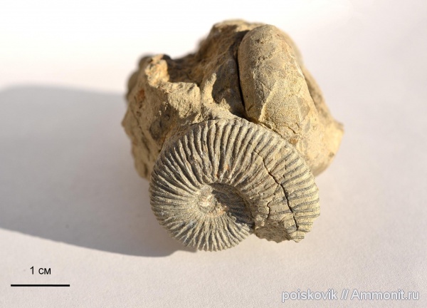 аммониты, головоногие моллюски, берриас, Крым, Ammonites, Berriasian