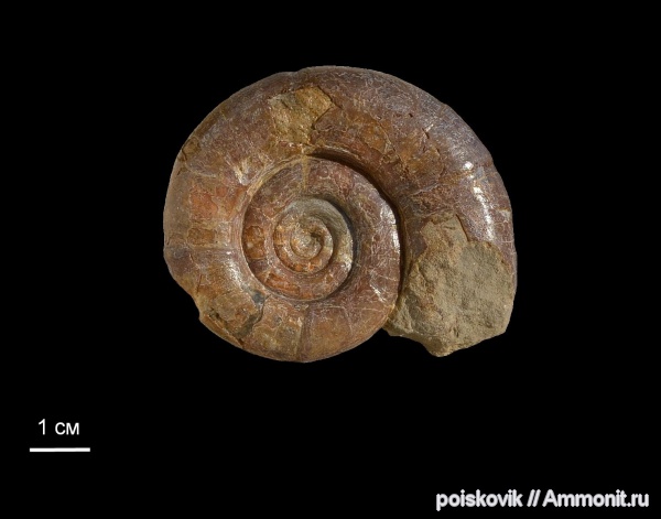 аммониты, головоногие моллюски, берриас, Крым, Ammonites, Protetragonites, Berriasian