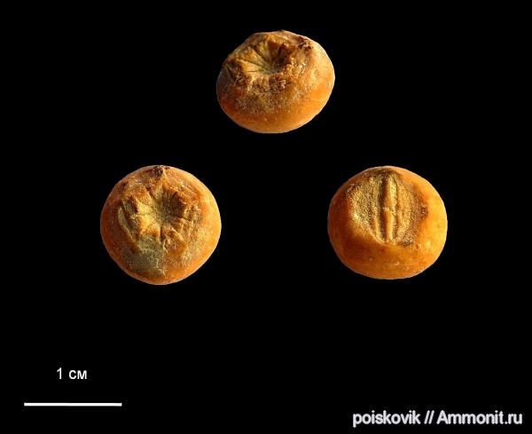 морские лилии, иглокожие, Крым, Балаклава, Bourgueticrinidae