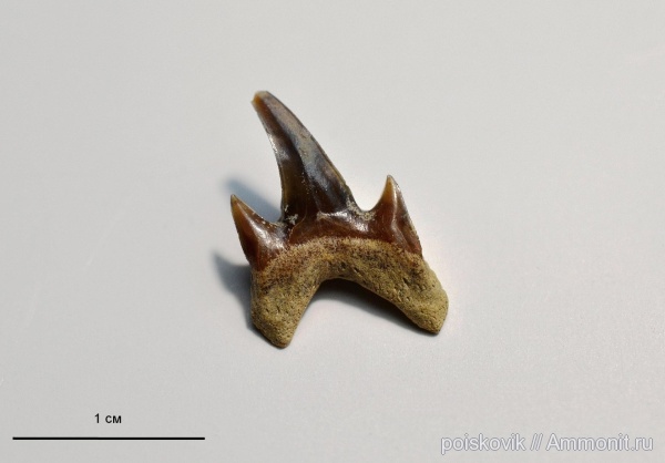 рыбы, Крым, апт, зубы акул, fish, shark teeth