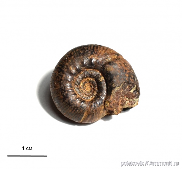 аммониты, головоногие моллюски, берриас, Крым, Ammonites, Spiticeras, Berriasian