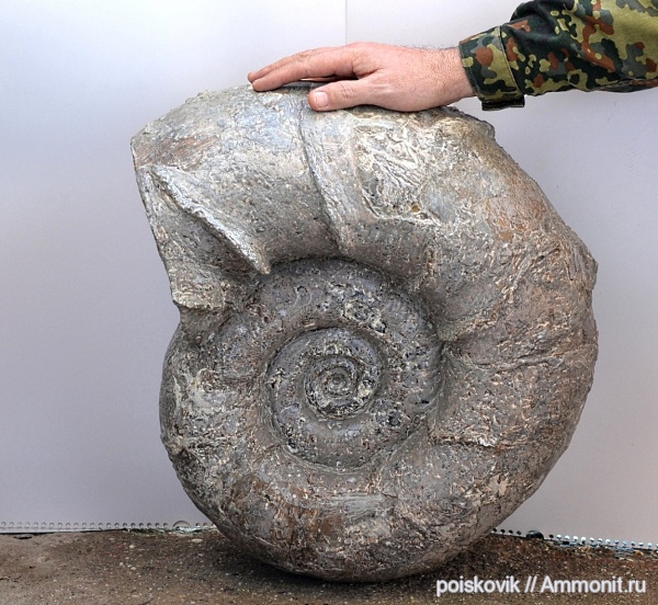 аммониты, головоногие моллюски, берриас, Ammonites, Балаклава, Lytoceras