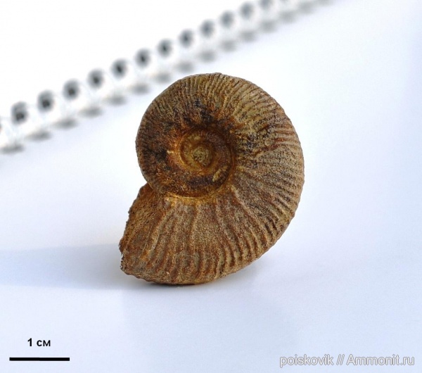 аммониты, головоногие моллюски, Крым, баррем, нижний баррем, Ammonites, Pseudothurmannia, Pseudothurmannia angulicostata, Pseudothurmannia picteti