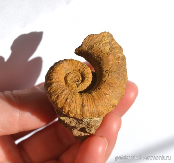 аммониты, головоногие моллюски, Крым, баррем, нижний баррем, Ammonites, Emericiceras, Barremian