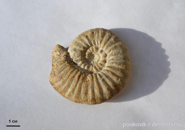 аммониты, юра, головоногие моллюски, Крым, Ammonites, Arietitidae, синемюр, Aegastroceras, Sinemurian, Jurassic