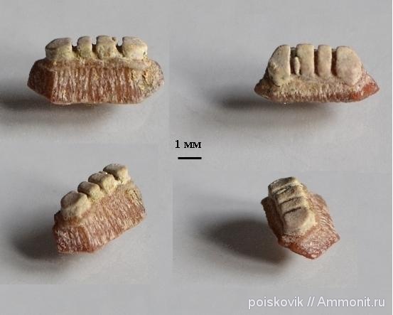 рыбы, зубы, эоцен, Крым, скаты, Rhinopteridae