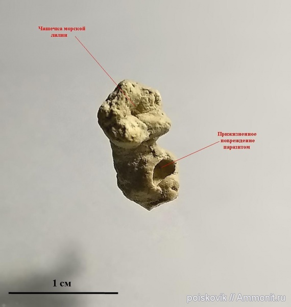 морские лилии, иглокожие, Крым, Балаклава, Cyrtocrinus