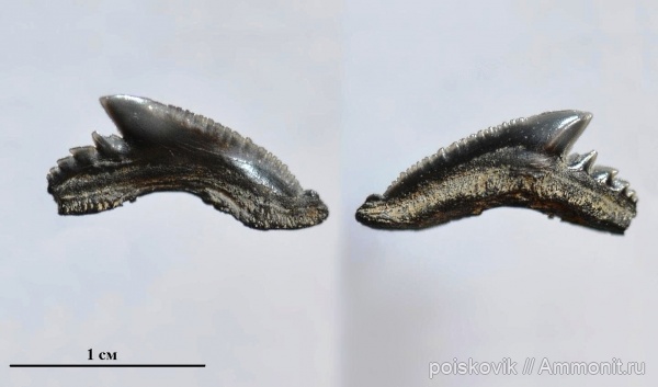 рыбы, Крым, зубы акул, Physogaleus