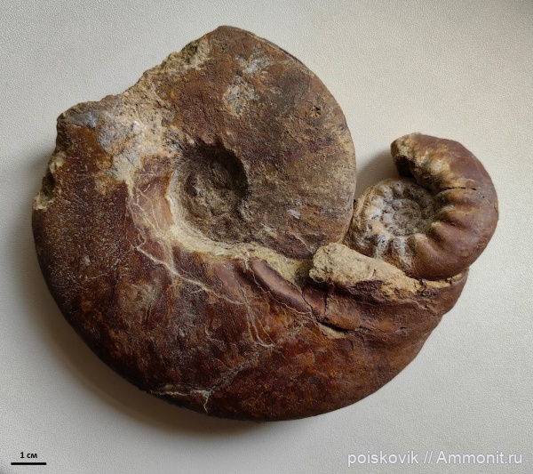 аммониты, головоногие моллюски, альб, Крым, Ammonites, Балаклава, Kossmatella, Anahoplites, Albian, эрратические валуны, верхний альб