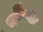 Gryphaea sp.