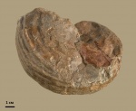 Aulaconautilus sexcarinatus