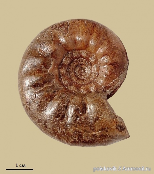 аммониты, головоногие моллюски, альб, Крым, Ammonites, Балаклава, Kossmatella, Albian, эрратические валуны, верхний альб