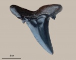 Hypotodus verticalis