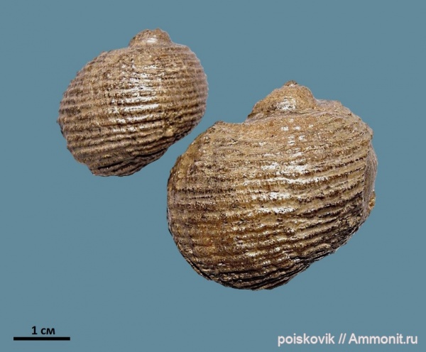 гастроподы, брюхоногие моллюски, альб, Крым, Балаклава, Turbinopsis multicostulata, Albian, Turbinopsis