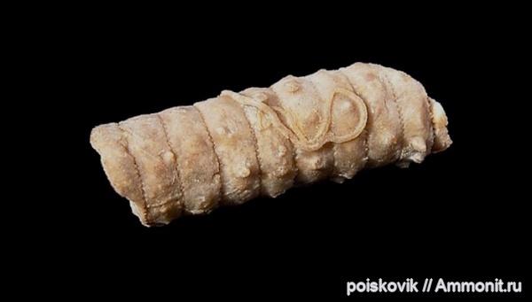 морские лилии, иглокожие, серпулы, криноидеи, Крым, Serpulidae, Балаклава, Apiocrinus, Josephella antiqua, Josephella