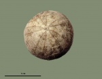 Discoidea caracaschi renngarten