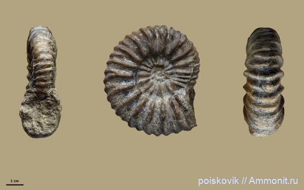 аммониты, головоногие моллюски, берриас, Крым, Ammonites, Tauricoceras sicostatum, Tauricoceras, Berriasian