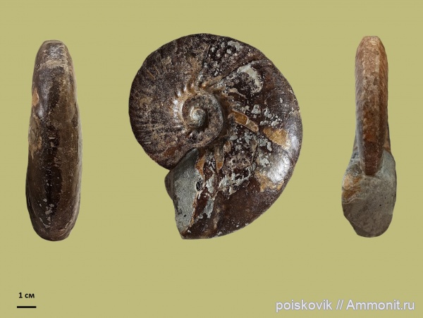 аммониты, головоногие моллюски, альб, Крым, Ammonites, Балаклава, Albian, эрратические валуны, верхний альб