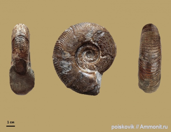 аммониты, головоногие моллюски, альб, Крым, Ammonites, Балаклава, Puzosia, Desmoceratidae, Puzosiinae, Albian, эрратические валуны, верхний альб