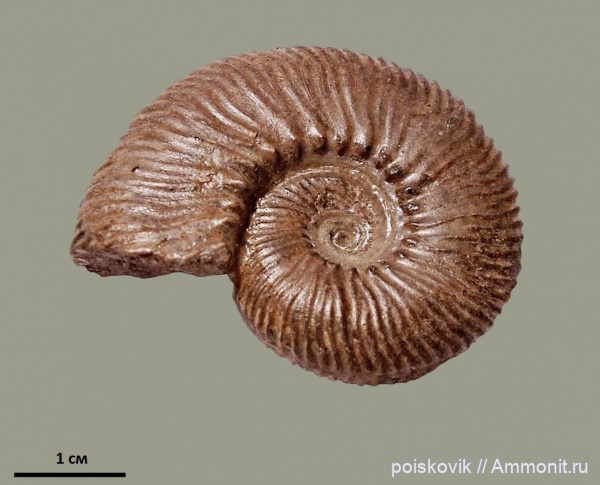 аммониты, головоногие моллюски, берриас, Крым, Ammonites, Berriasian