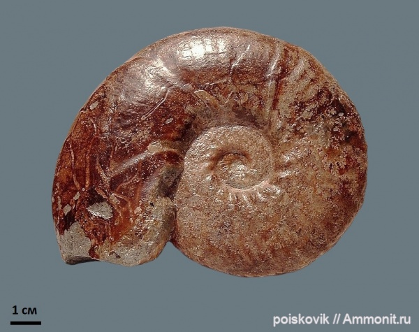 аммониты, головоногие моллюски, альб, Крым, Ammonites, Балаклава, Anahoplites, Albian, эрратические валуны, верхний альб