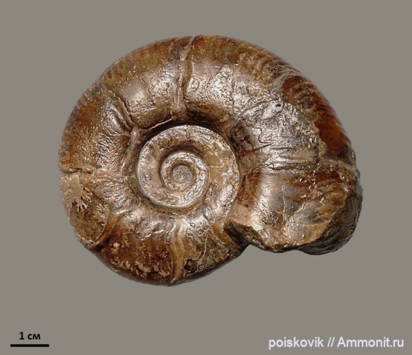 аммониты, головоногие моллюски, альб, Крым, Ammonites, Балаклава, Puzosia, Desmoceratidae, Albian, эрратические валуны, верхний альб