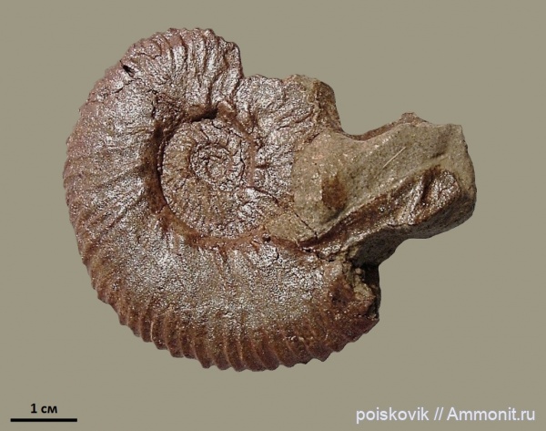 аммониты, головоногие моллюски, берриас, Крым, ушки, Ammonites, Dalmasiceras, Microconchs, lappets, Berriasian