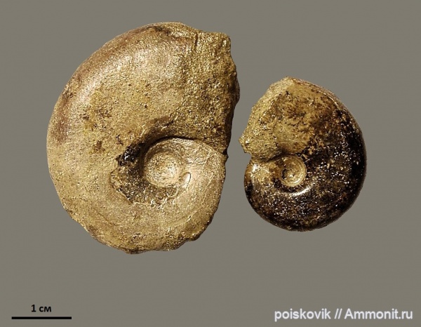 аммониты, головоногие моллюски, берриас, Крым, Haploceras, Ammonites, Berriasian, Haploceras elimatum