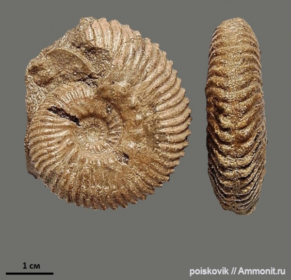 аммониты, головоногие моллюски, берриас, Крым, Ammonites, Dalmasiceras, Berriasian