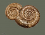 Protetragonites tauricus