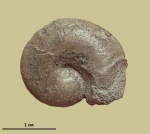 Ptychophylloceras ptychoicum