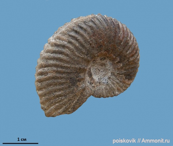 аммониты, головоногие моллюски, берриас, Крым, Ammonites, Berriasian