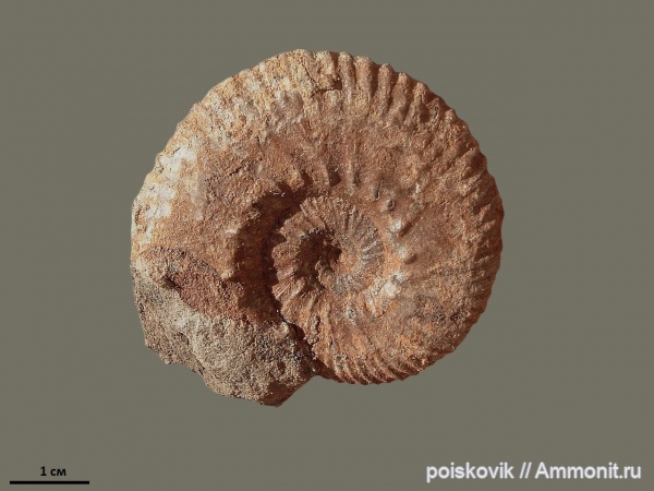 аммониты, головоногие моллюски, берриас, Крым, Ammonites, Dalmasiceras, Berriasian