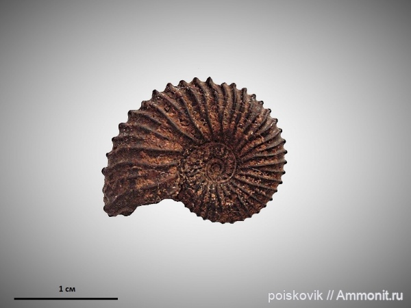 аммониты, головоногие моллюски, берриас, Крым, Ammonites, Neocosmoceras, Neocosmoceras euthymi