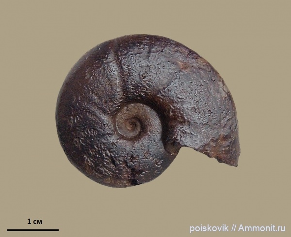 аммониты, головоногие моллюски, Крым, апт, Ammonites, Aptian