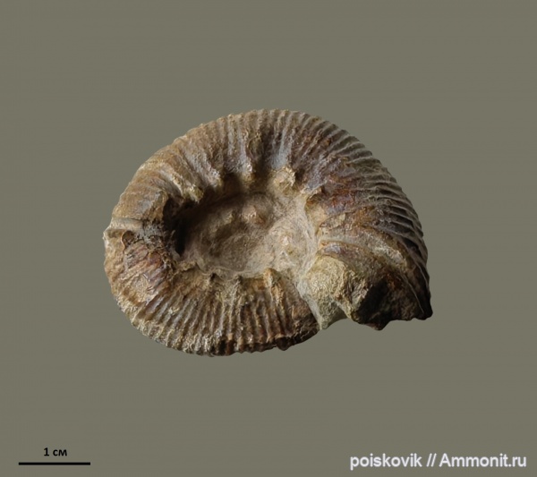 аммониты, головоногие моллюски, берриас, Крым, устье, Ammonites, Spiticeras obliquelobatum, Berriasian