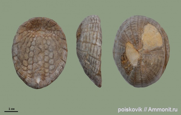 морские ежи, иглокожие, Крым, верхний мел, Балаклава, Upper Cretaceous