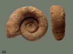 Biasaloceras