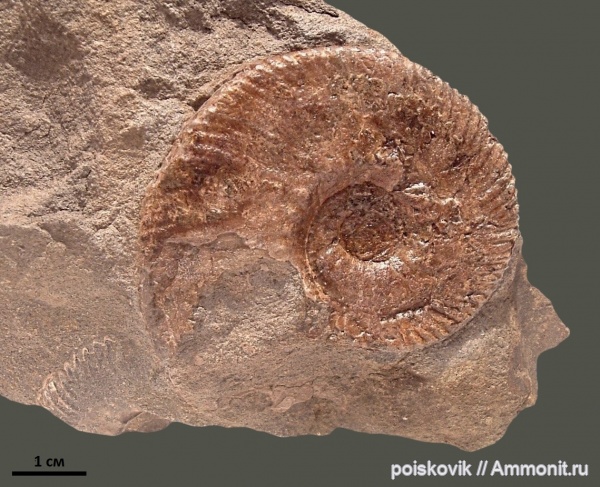 аммониты, головоногие моллюски, берриас, Крым, Ammonites, Dalmasiceras, Berriasian