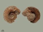 Dalmasiceras sp.