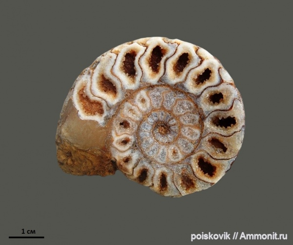 аммониты, головоногие моллюски, Крым, готерив, Ammonites, верхний готерив, Hauterivian