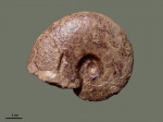 Barremites subdifficilis