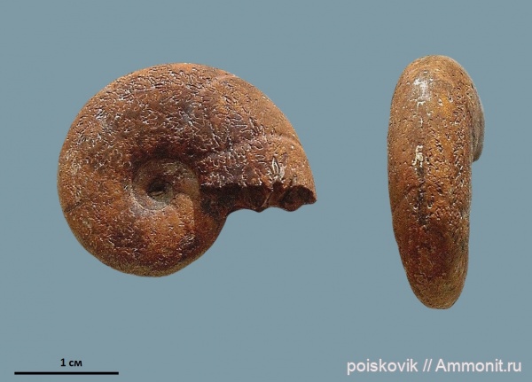 аммониты, головоногие моллюски, Крым, апт, Ammonites, Phylloceratidae, Aptian