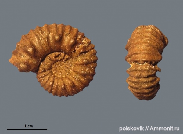 аммониты, головоногие моллюски, берриас, Крым, Ammonites, Pomeliceras