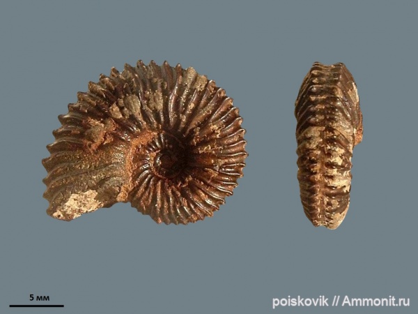 аммониты, головоногие моллюски, берриас, Крым, Ammonites, Hegaratia tauricus, Hegaratia