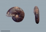 Holcophylloceras